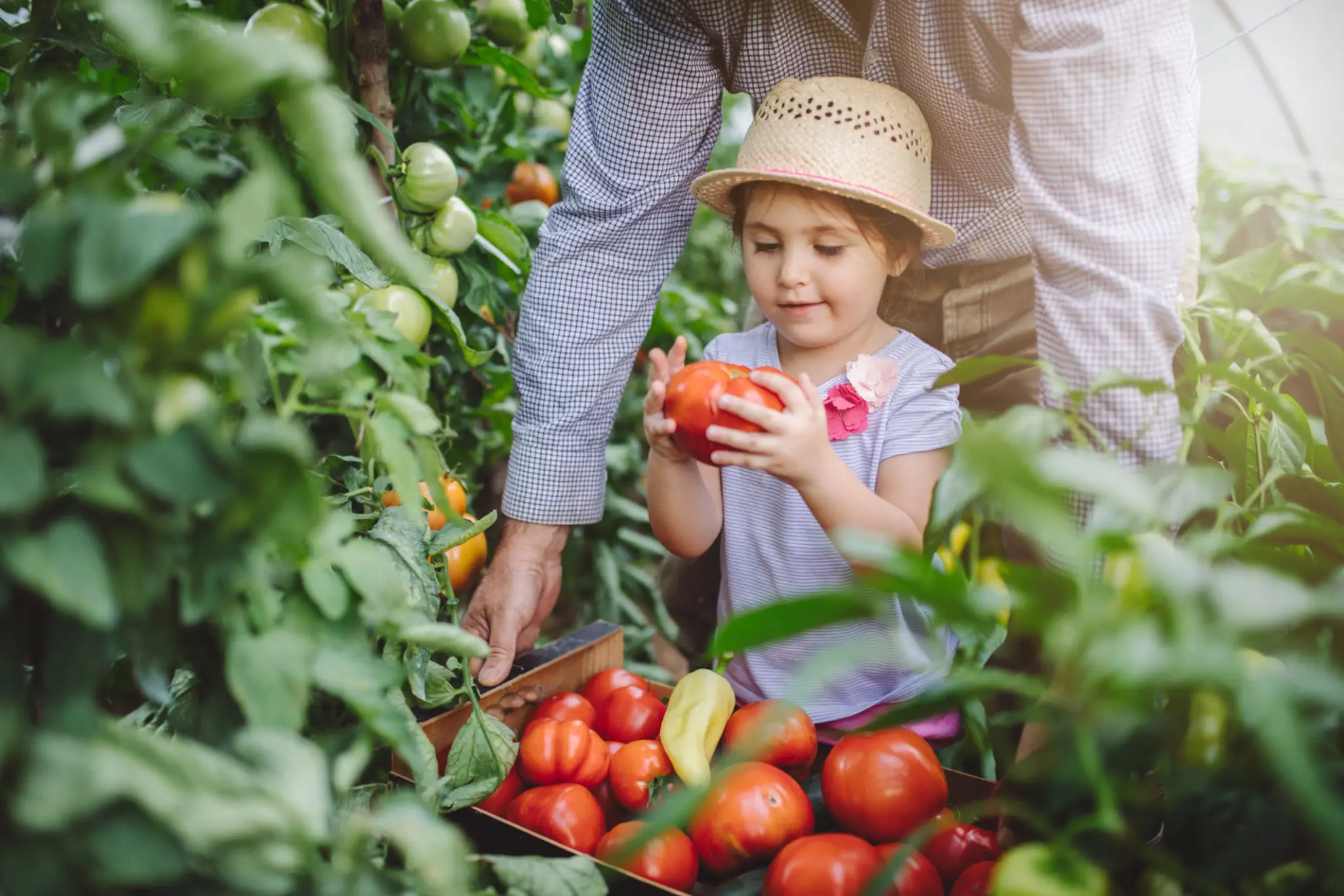 Little girl holding a tomato