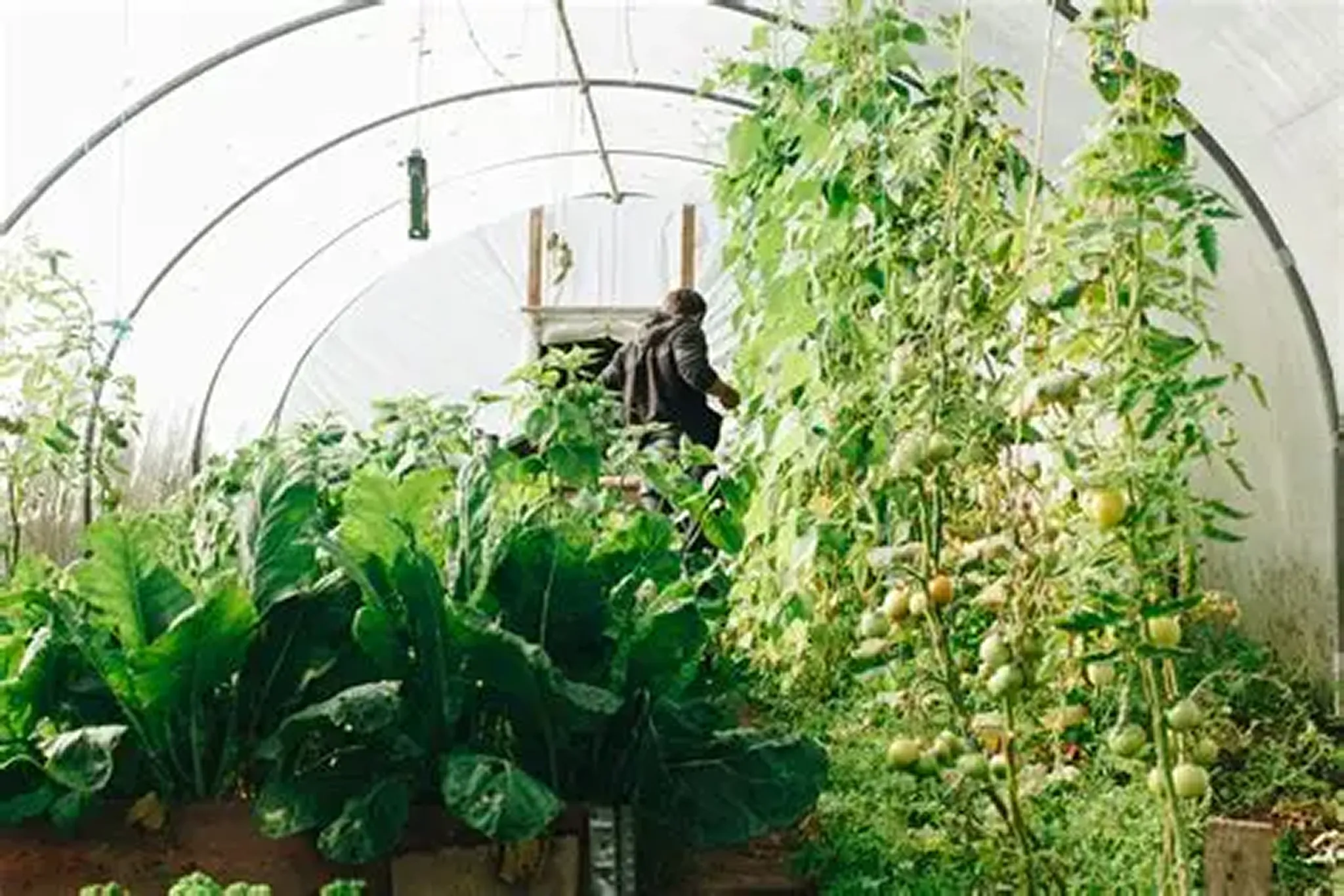 Greenhouse with lush plants and tomatoes growing.