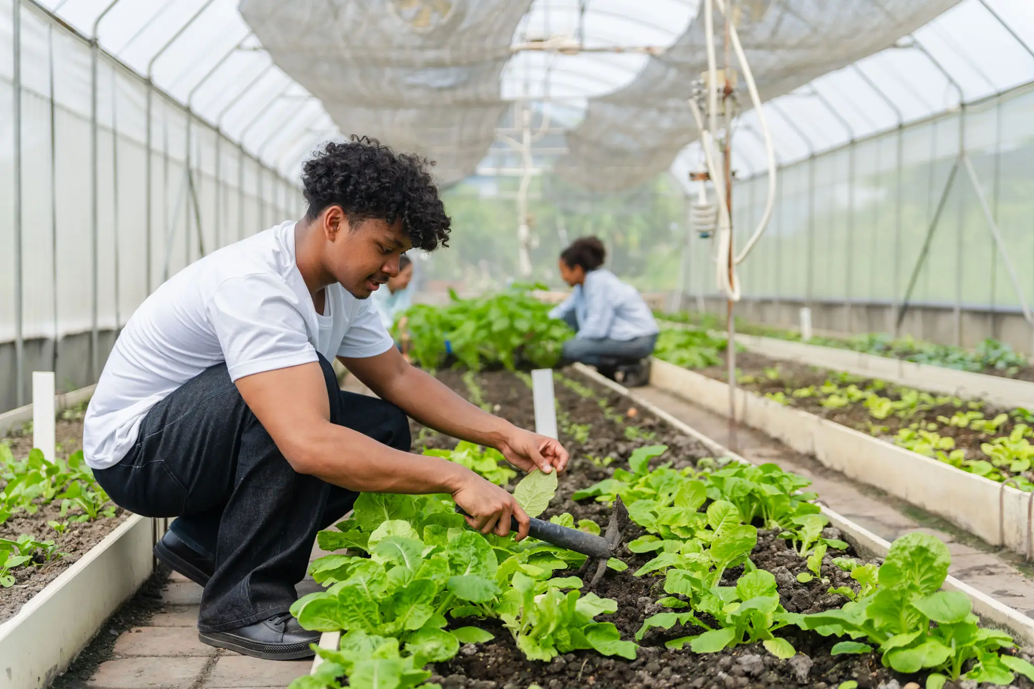 Man gardening in a greenhouse.